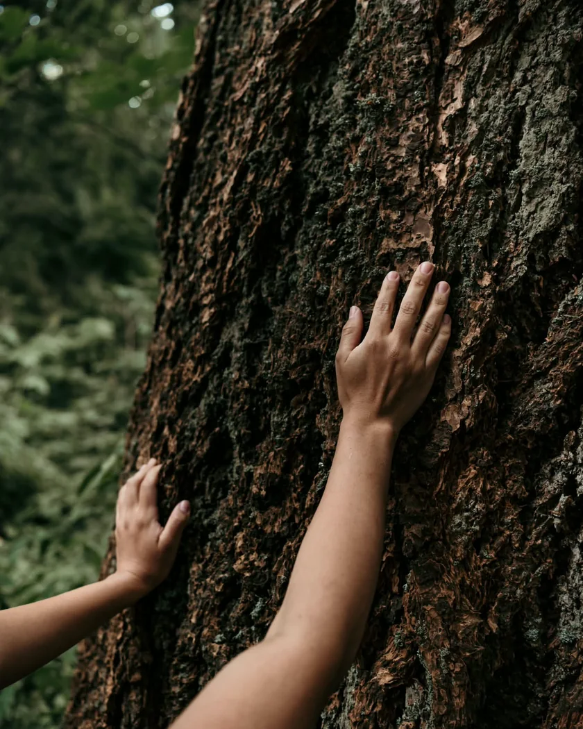 A pair of hands resting gently against the bark of a mature tree