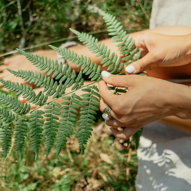 Two hands cupped around a fern frond growing outdoors